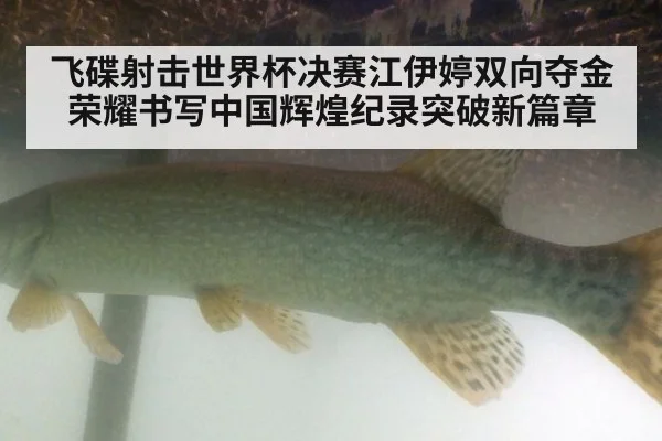 飞碟射击世界杯决赛江伊婷双向夺金荣耀书写中国辉煌纪录突破新篇章