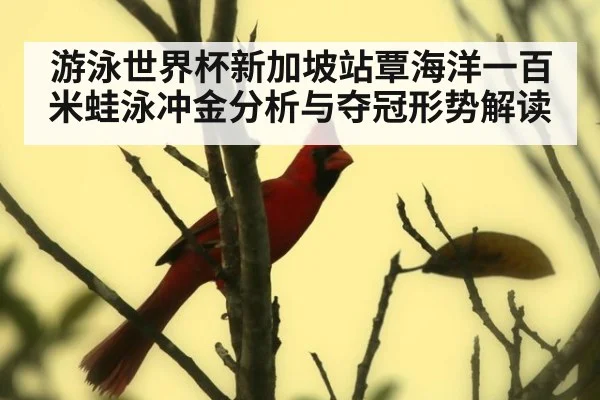 游泳世界杯新加坡站覃海洋一百米蛙泳冲金分析与夺冠形势解读